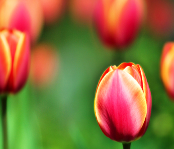 İncildə yaradılışla bağlı ifadələr